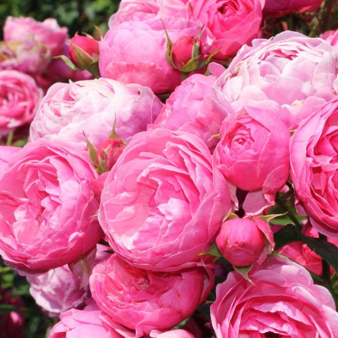 Розы тантау: описание и выращивание
