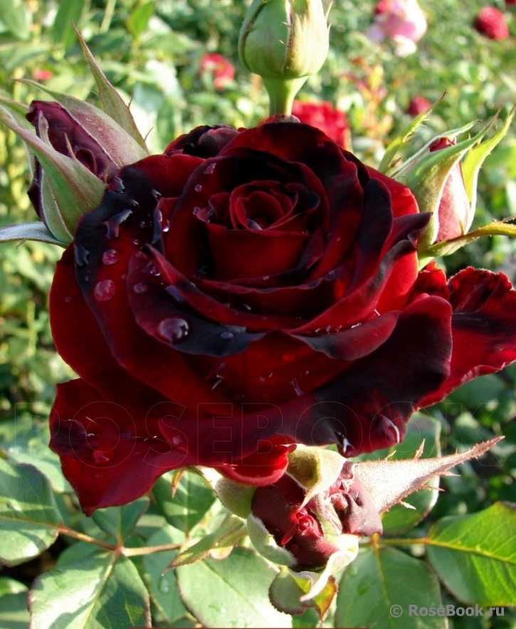 Lowri rose