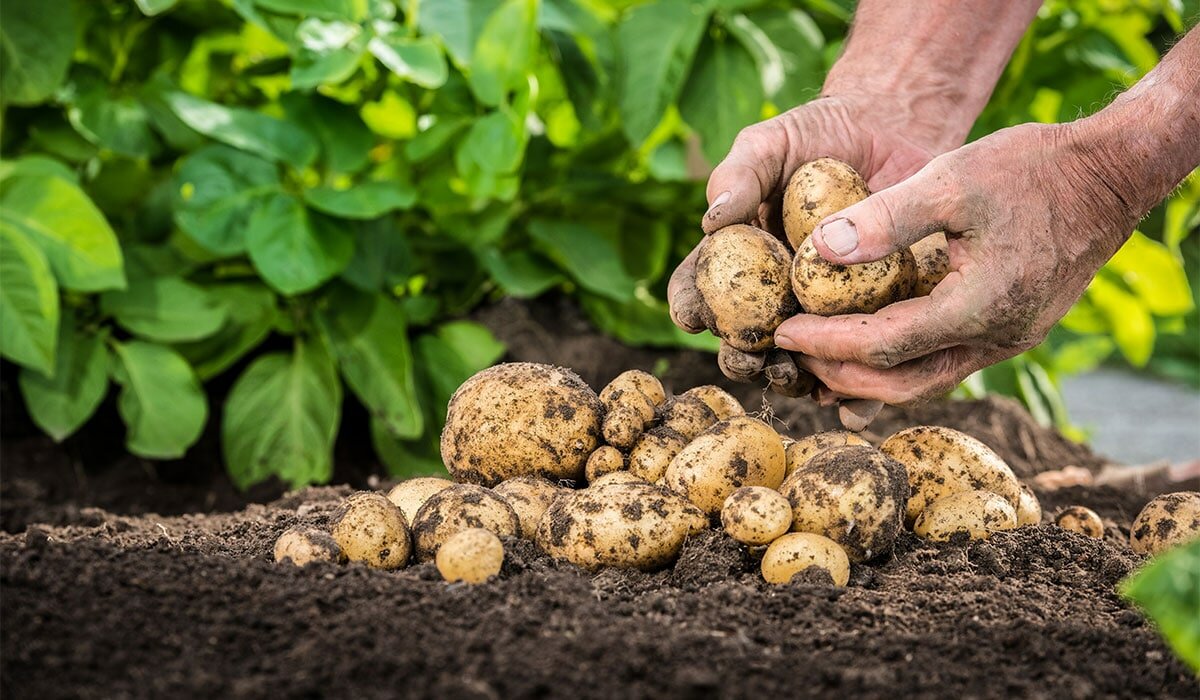 Копать картошку хороший урожай