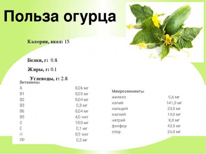 Петрушка (petroselinum) – известная огородная культура