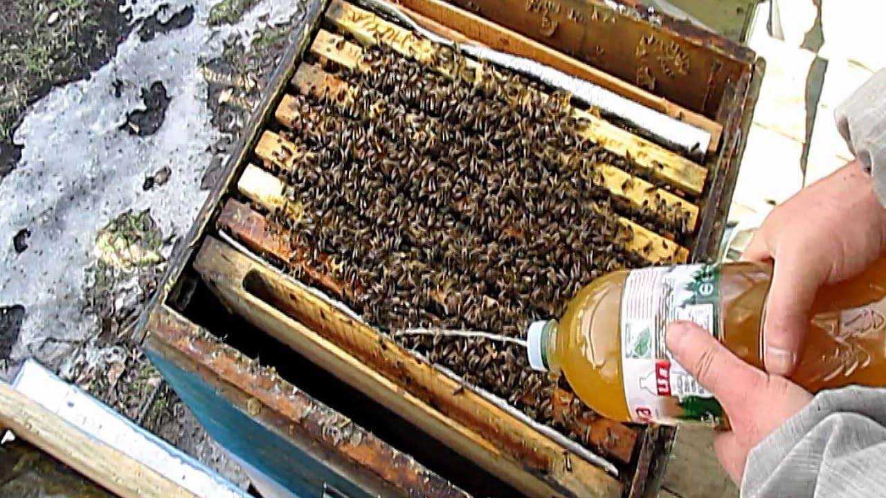Профилактика и лечение нозематоза пчел