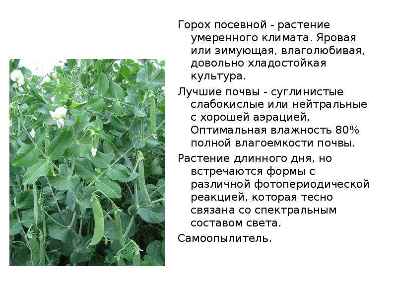 Заячий горох растение фото и описание