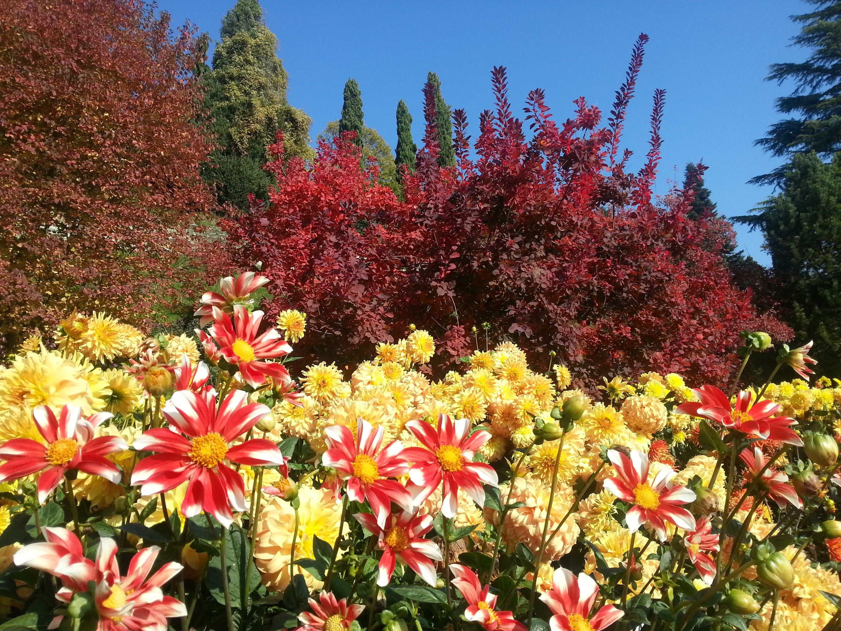 Растения осенних цветников (100 фото): названия цветов и злаков, какие из них часто встречаются, как оформить клумбу хризантемами
