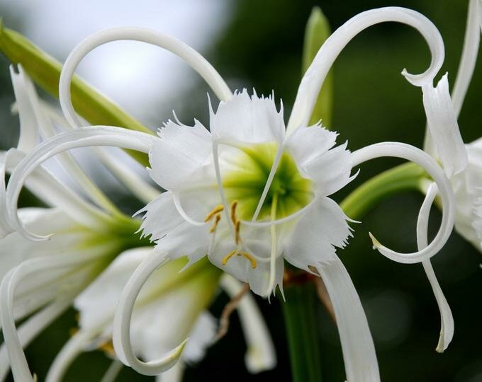Ликорис цветок (lycoris) — значение растения в различных культурах