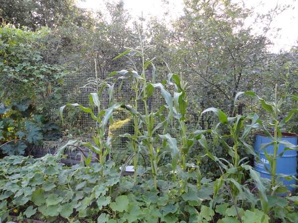 Посадка огурцов: гид для начинающих и секреты первого удачного урожая