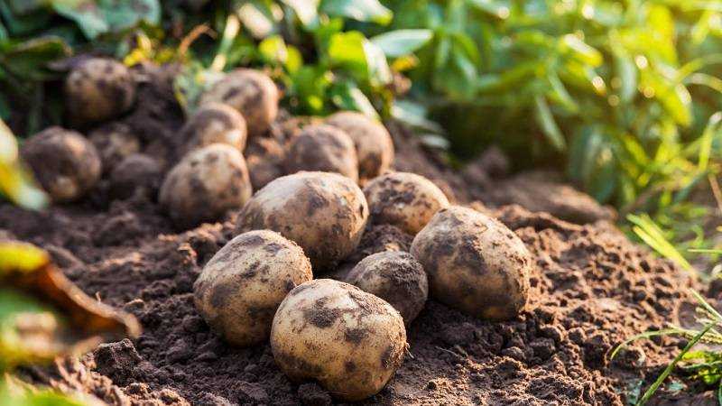 Сорт картофеля «романо»: характеристика, описание, урожайность, отзывы и фото