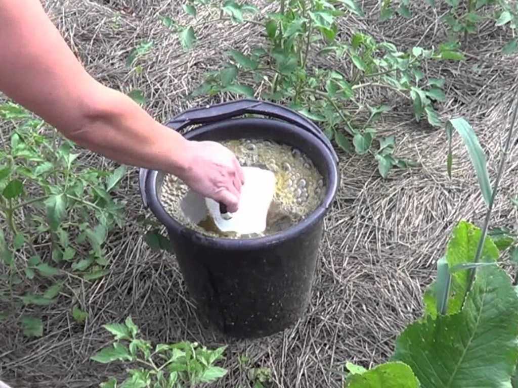 Как применять луковую шелуху для удобрения: поливать рассаду отваром шелухи
