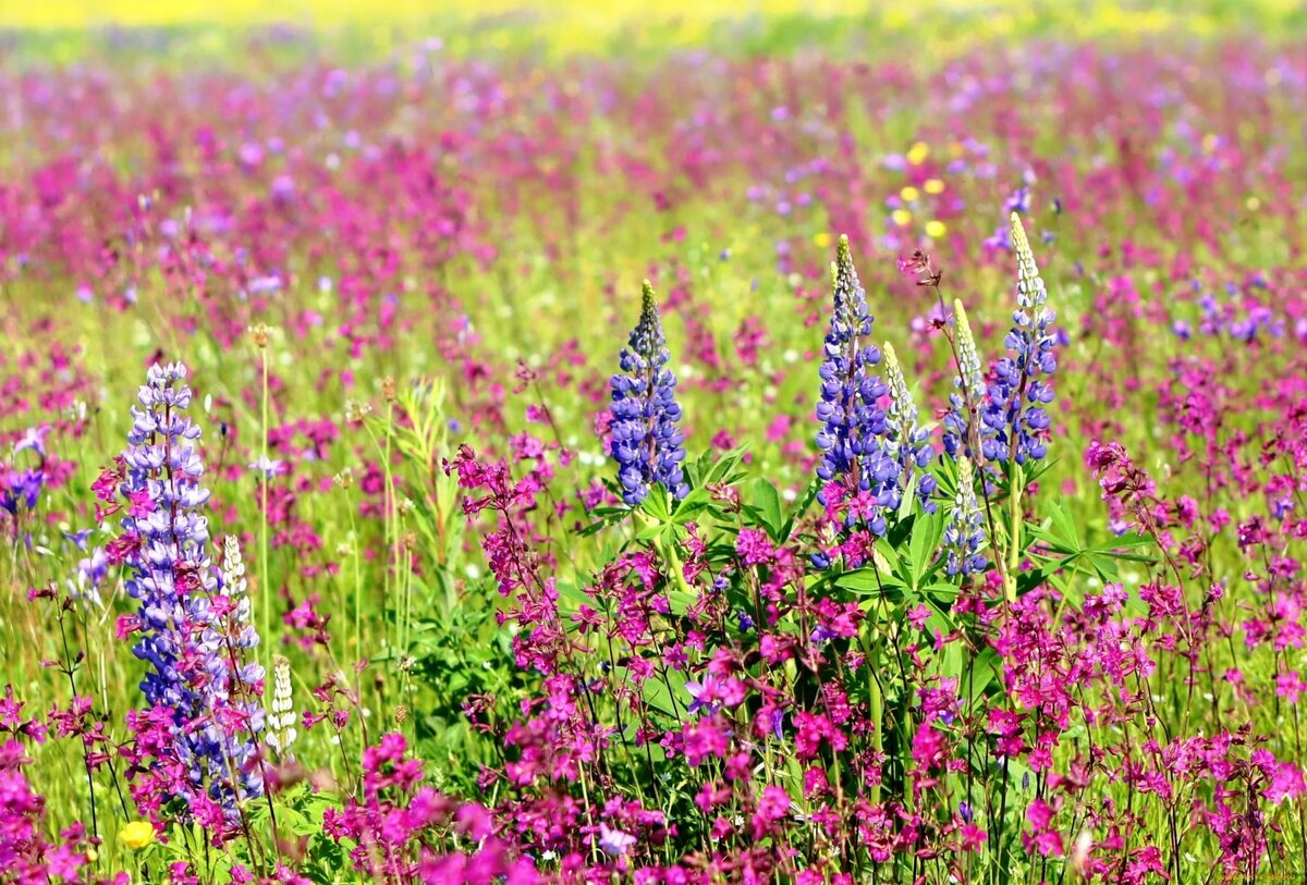 Фиолетовый полевой цветок