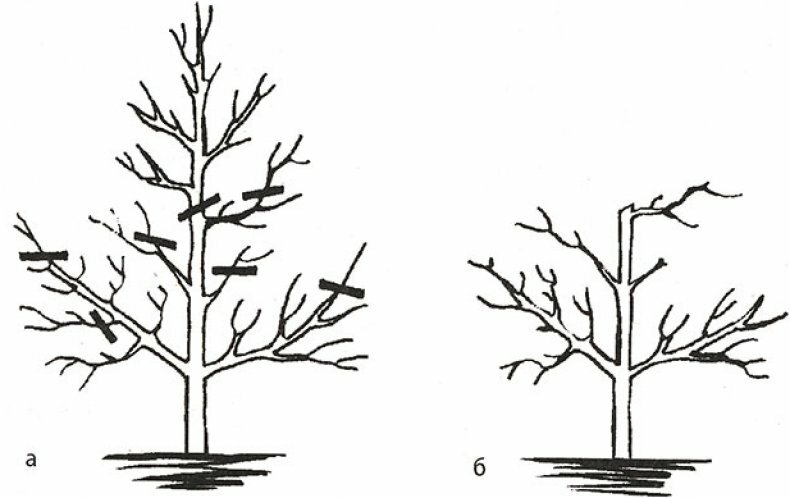 Обрезка подмерзших деревьев: сроки и правила проведения