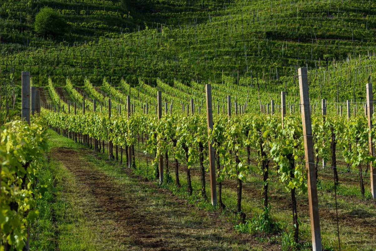 Где посадить виноград. Виноградники в Белоруссии. Возделывание винограда. Виноград растет. Выращиваем виноград.