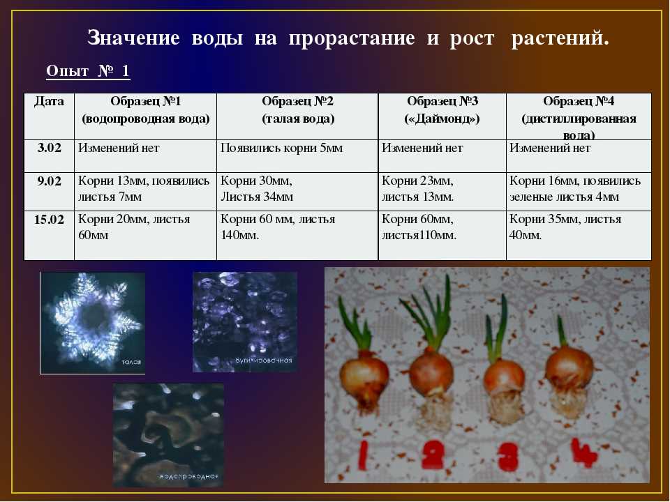 Наблюдения за семенами растений. Наблюдение за прорастанием луковицы. Таблица роста растений. Таблица прорастания луковиц. Наблюдение за луком таблица.