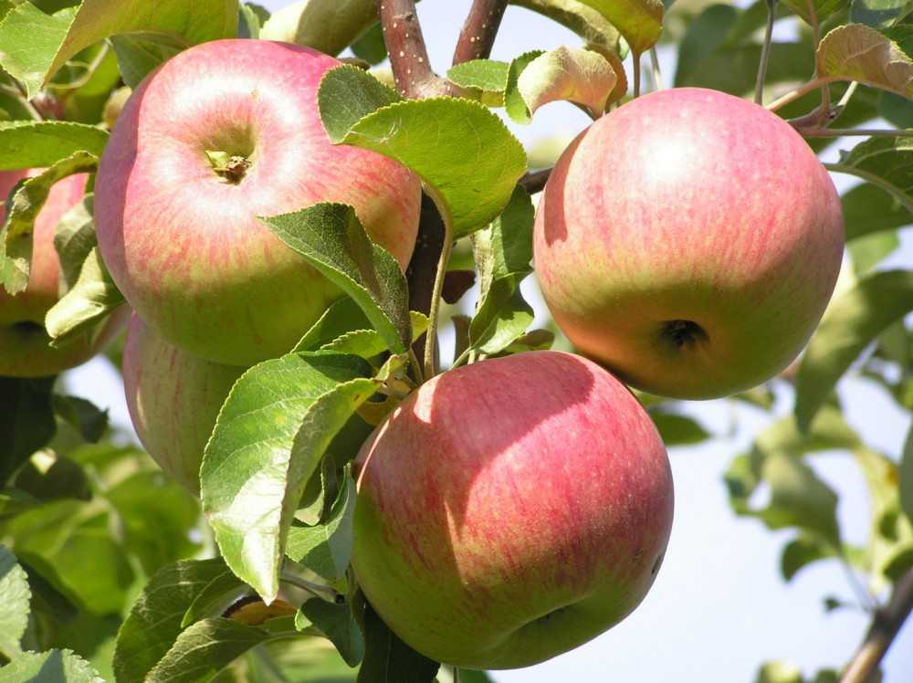 Зимостойкая яблоня подарок садоводам: описание, фото, отзывы