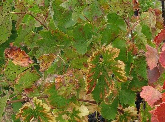 Виноград сохнут края листьев. Вертициллез винограда. Пятнистый хлороз винограда. Хлороз листьев винограда. Виноградный куст хлороз.