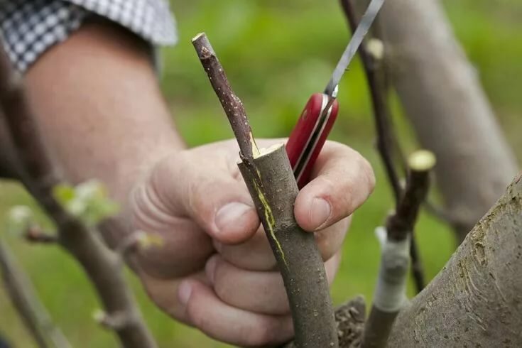 Посадка плодовых деревьев весной: 3 правила и 5 мифов