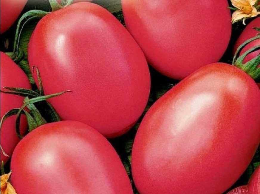 Томат "де барао красный": описание и характеристики сорта, рекомендации по выращиванию и фото