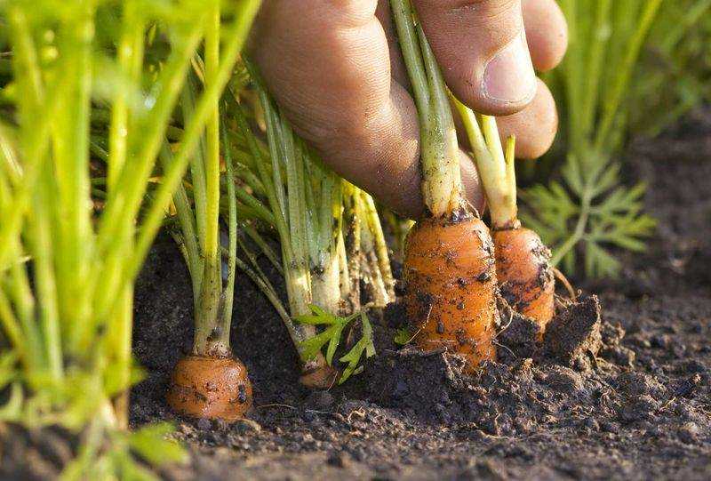 8 лучших способов посадки моркови в открытый грунт. подготовка и посев семян