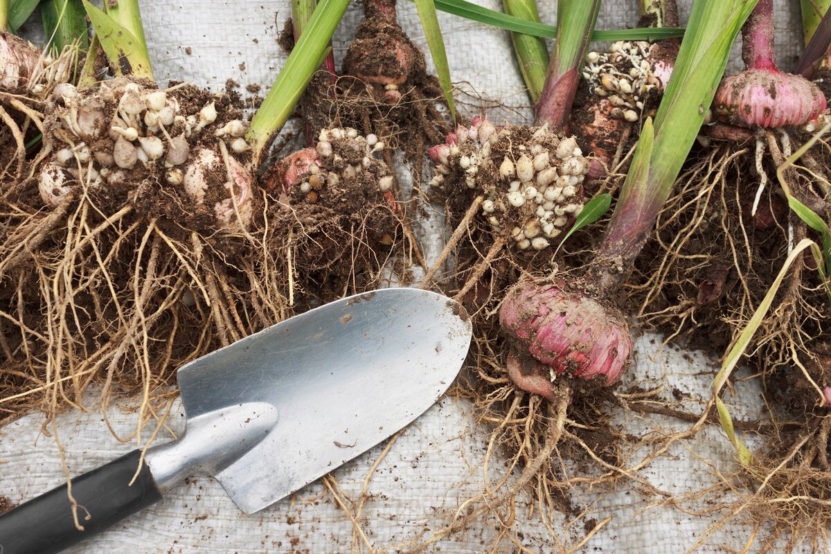 Луковичные ирисы (43 фото): посадка и уход в открытом грунте. как посадить луковицы весной? как они выглядят и как размножаются? нужно ли выкапывать луковицы на зиму?