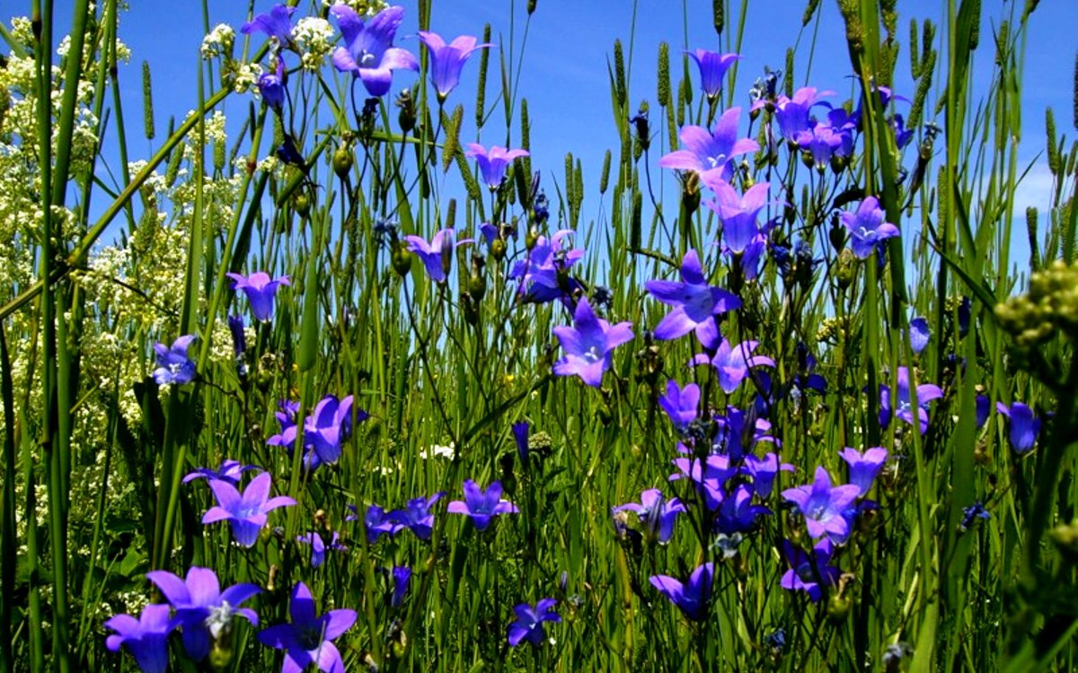 Сонник фиолетовые полевые цветы в воде. к чему снится фиолетовые полевые цветы в воде видеть во сне - сонник дома солнца
