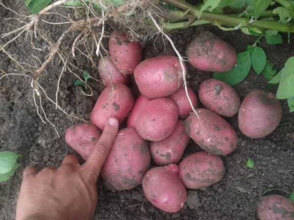Сорт картофеля «ароза»: характеристика, описание, урожайность, вкусовые качества, отзывы и фото