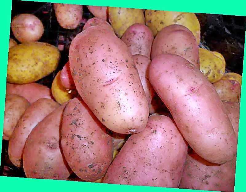 Картофель краса: описание сорта, его характеристика, фото