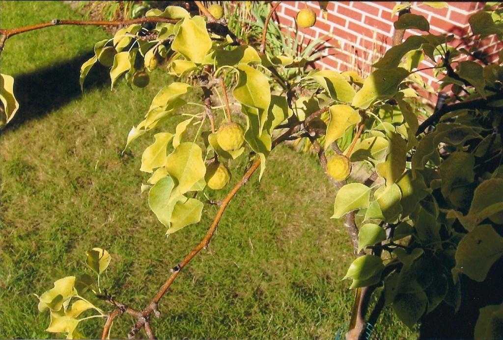 Почему желтеют листья у яблони и появляется ржа на стволе: что делать