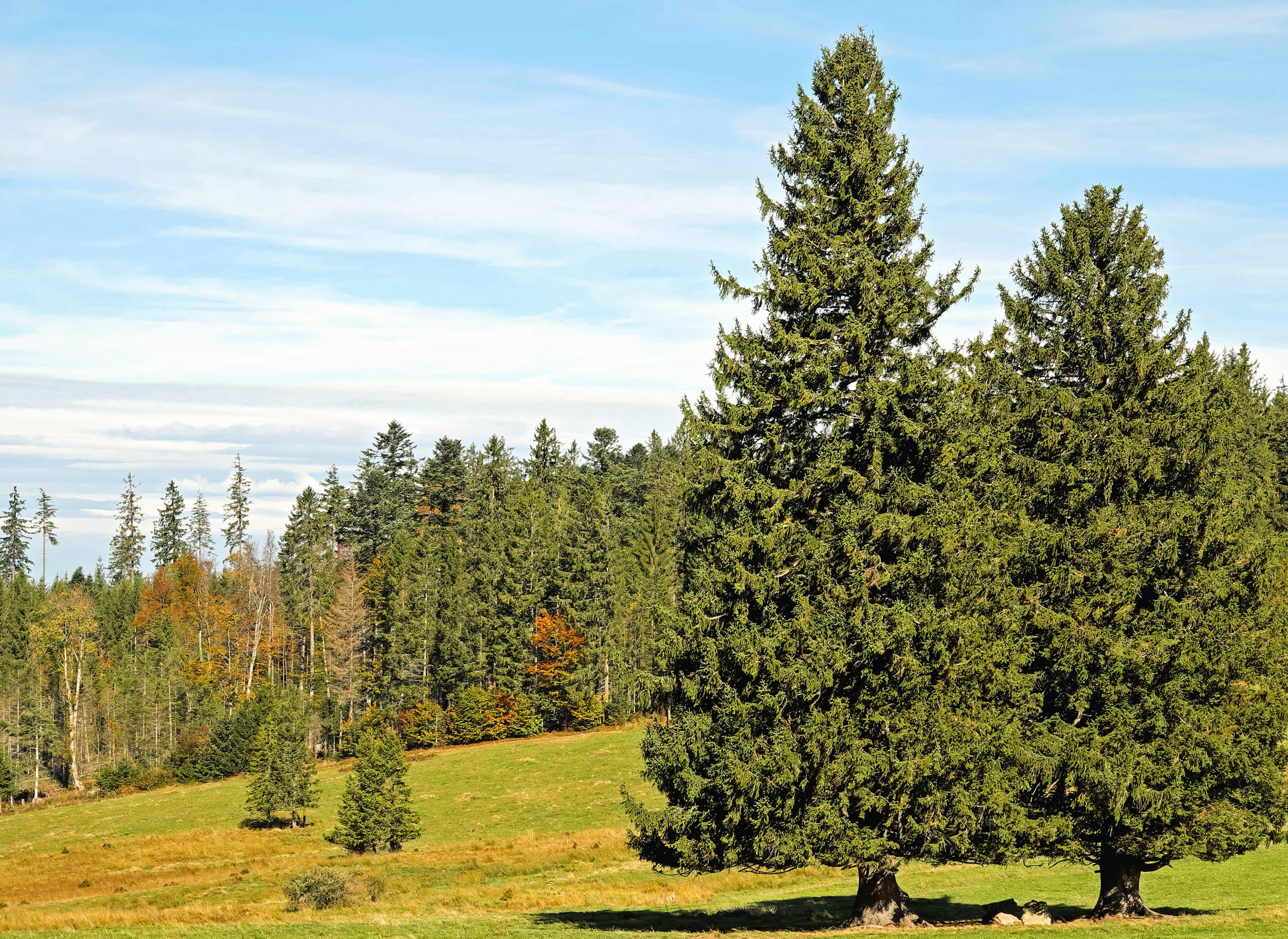 Хвойные Сосна (Pinus) - описание сорта растения. Саженцы Сосна в садовой энциклопедии