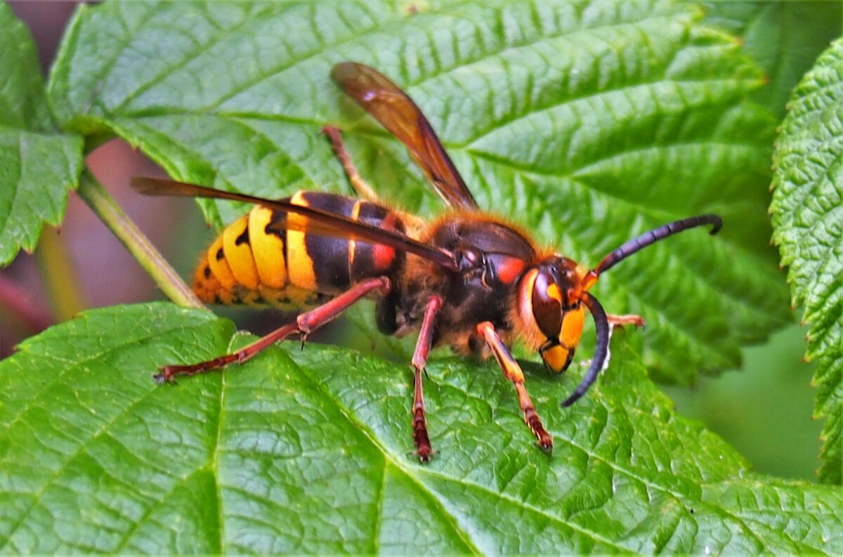 Огромные осы на участке: насколько опасны сколии и как их прогнать