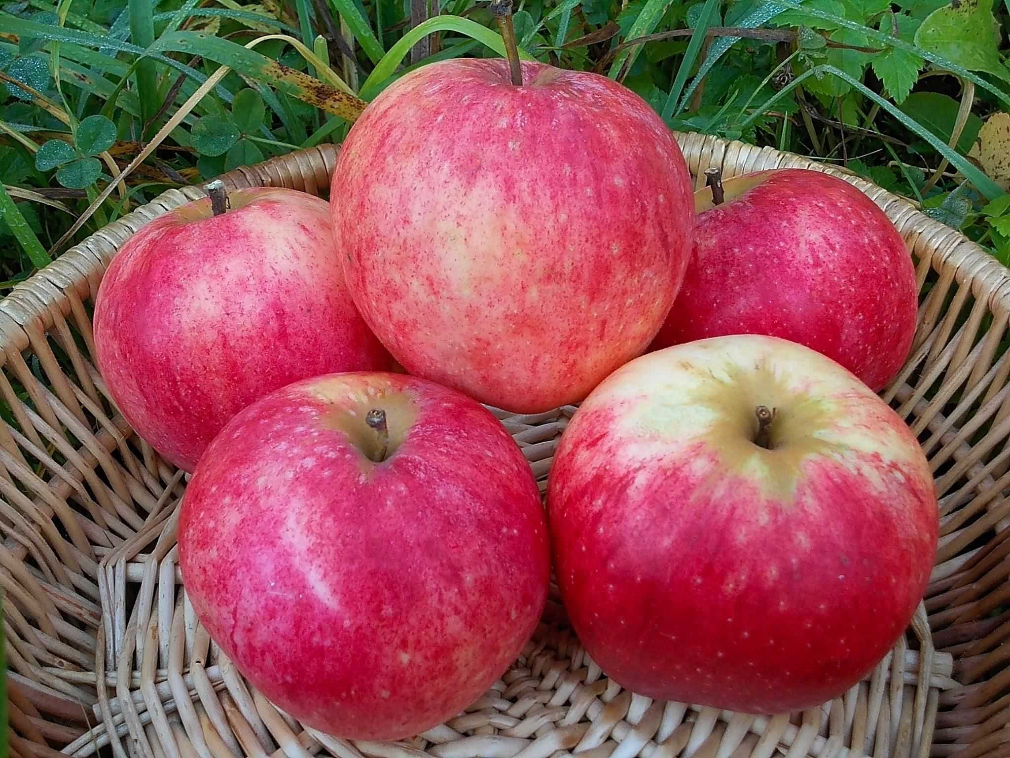 Описание яблони сорта штрейфлинг, отзывы садоводов