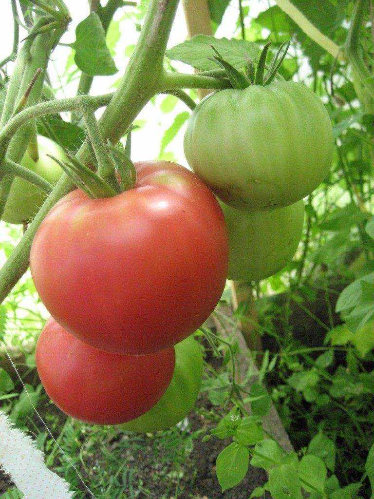 Томат Татьяна: описание сорта томата, характеристики помидоров, посев