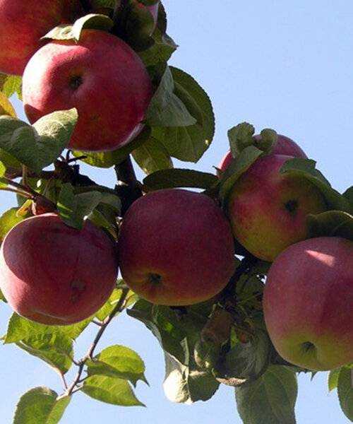 Яблоня с высоким уровнем адаптации и красивыми плодами — сорт подарок графскому