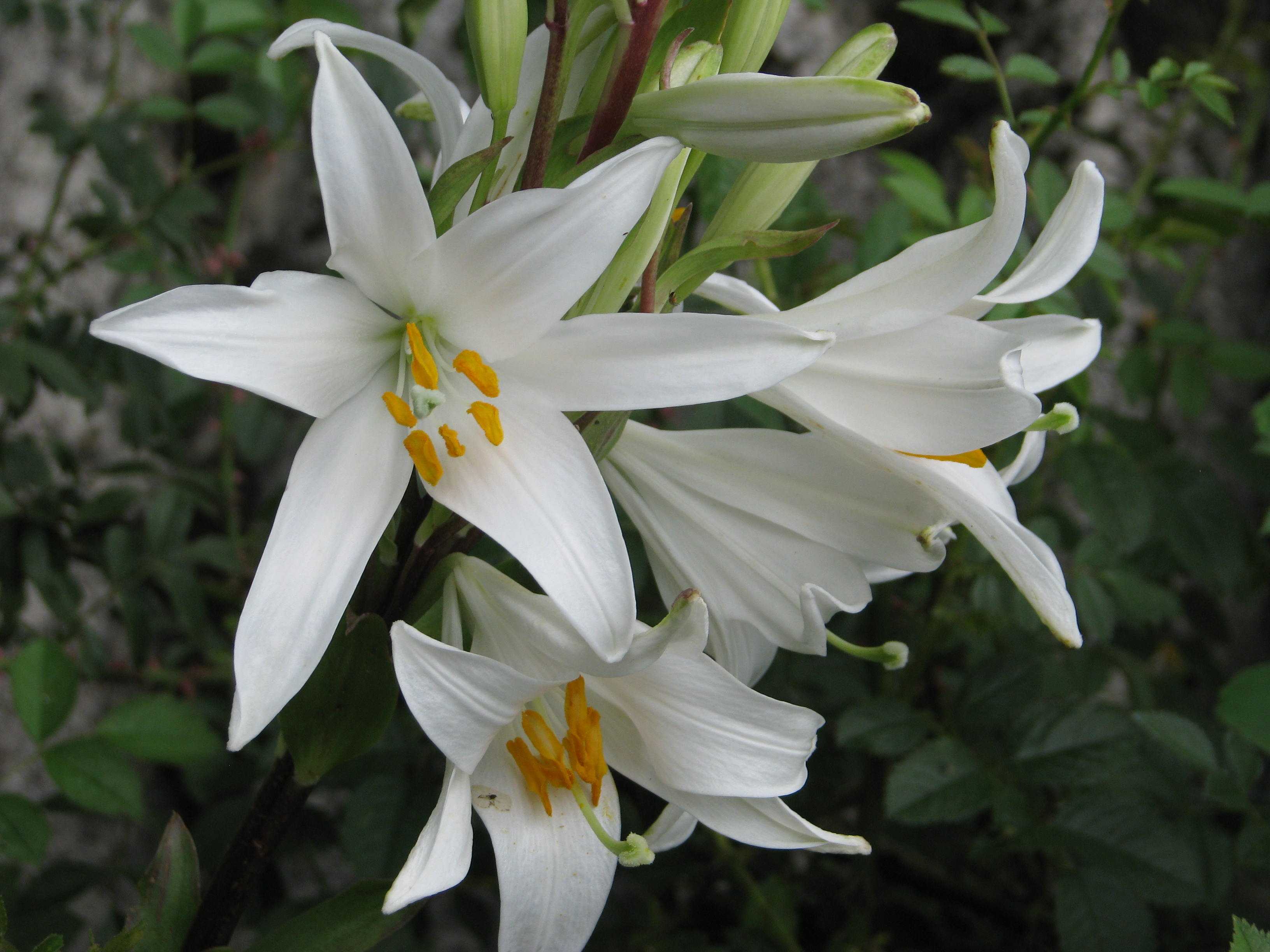 Сорта белых лилий. Лилия белоснежная Кандидум. Лилия Кандидум (Lilium candidum). Белоснежной лилии Кандидум. Кандидум гибриды.
