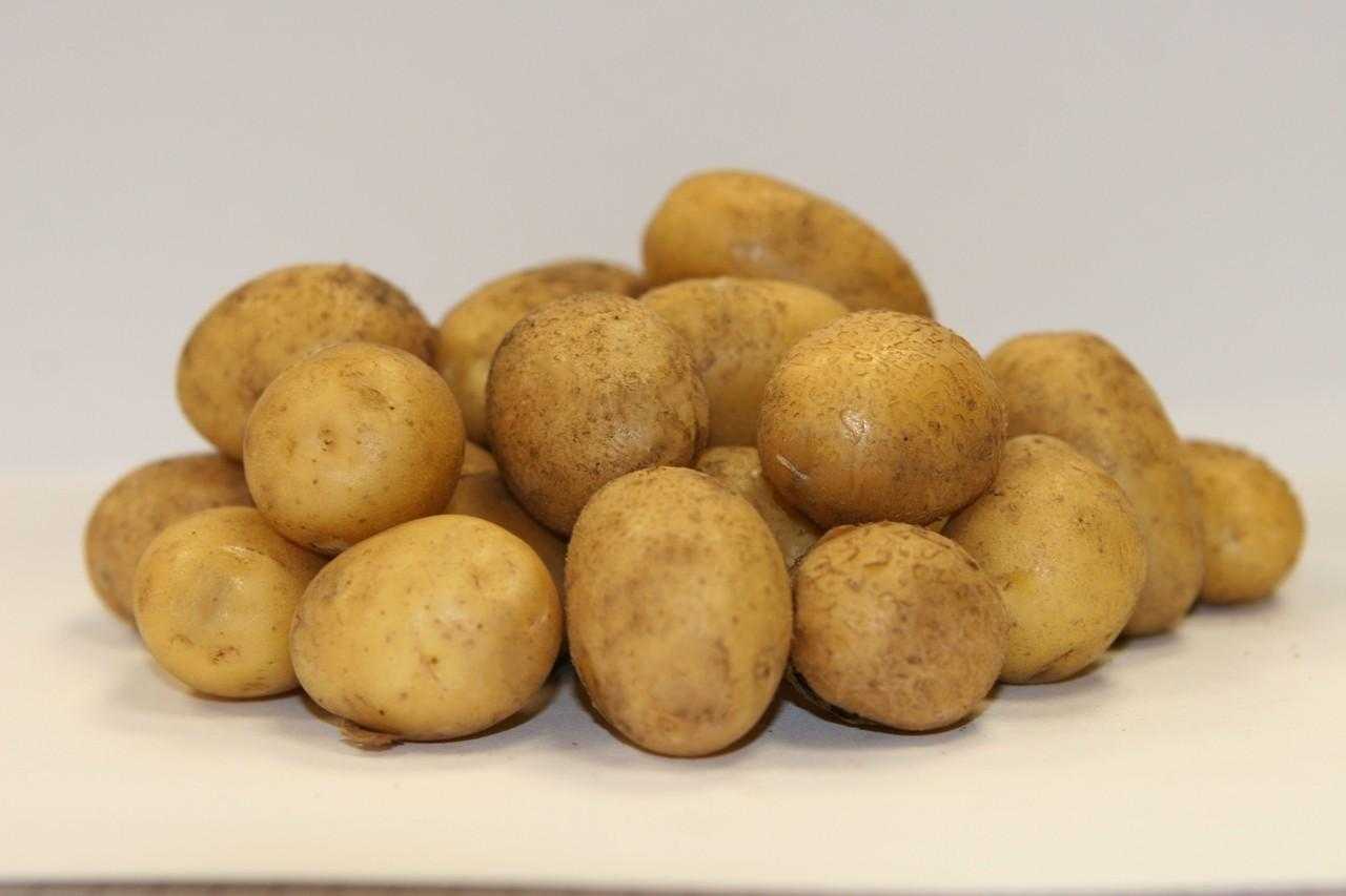 Семенной картофель Латона