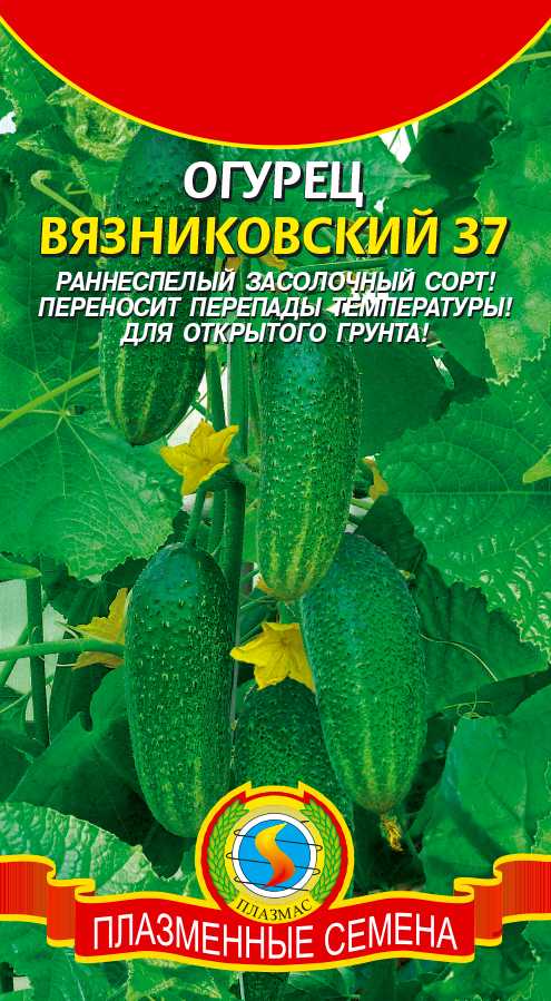 Сорт огурцов хрустик f1: описание, характеристика, выращивание и уход