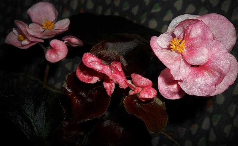Бегония вечноцветущая (30 фото): сорта бегонии всегдацветущей и уход за ней в домашних условиях, размножение бегонии черенками