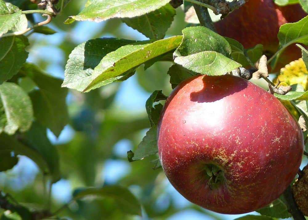 О яблоне Апорт: описание сорта, характеристики, агротехника, выращивание