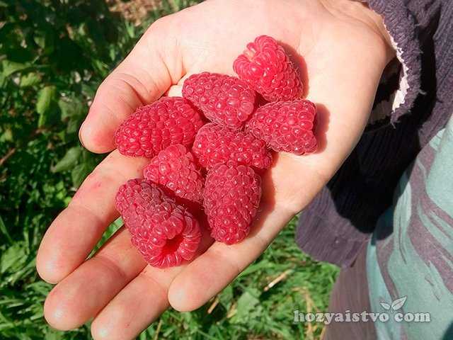 Малина для сибири лучшие сорта. сорта ремонтантной малины для выращивания в сибири