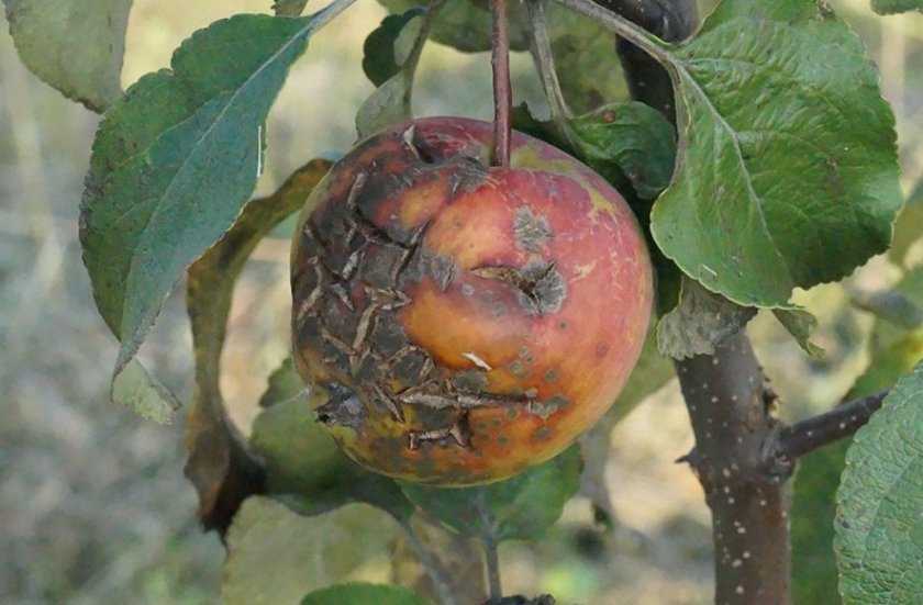 Чем обработать яблоню от парши осенью. как бороться с паршой