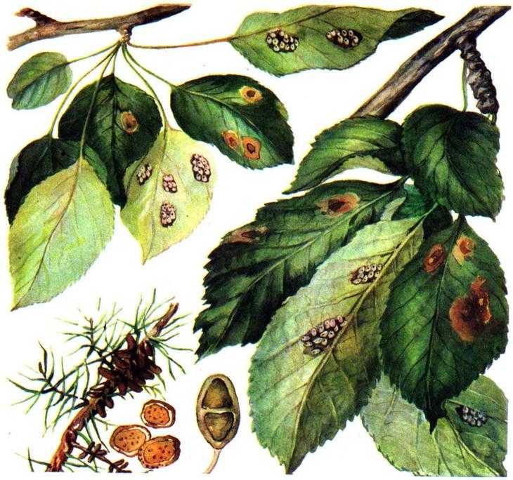 Ржавчина груши: лечение болезни на листьях, советы чем лечить и что делать, обработка дерева осенью и чем опрыскивать, устойчивые сорта, фото