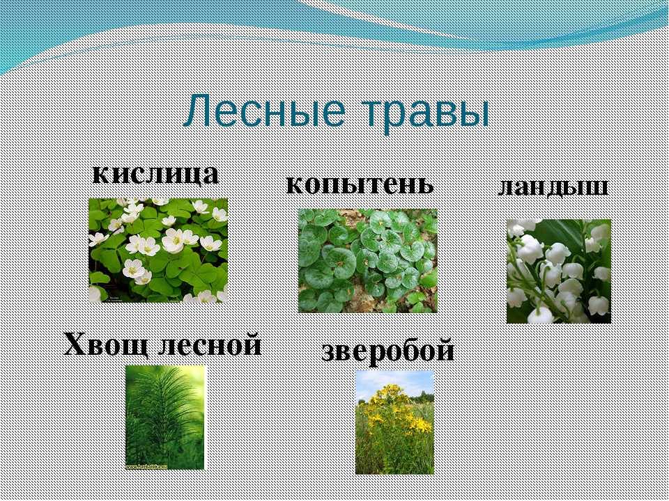 Трава примеры растений