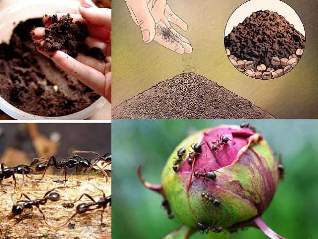 Как избавиться от муравьев на пионах: народные способы и химия для обработки