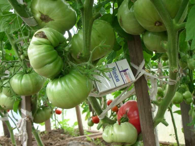 Томат "белый налив 241": описание и характеристика сорта, фото и особенности выращивания помидор