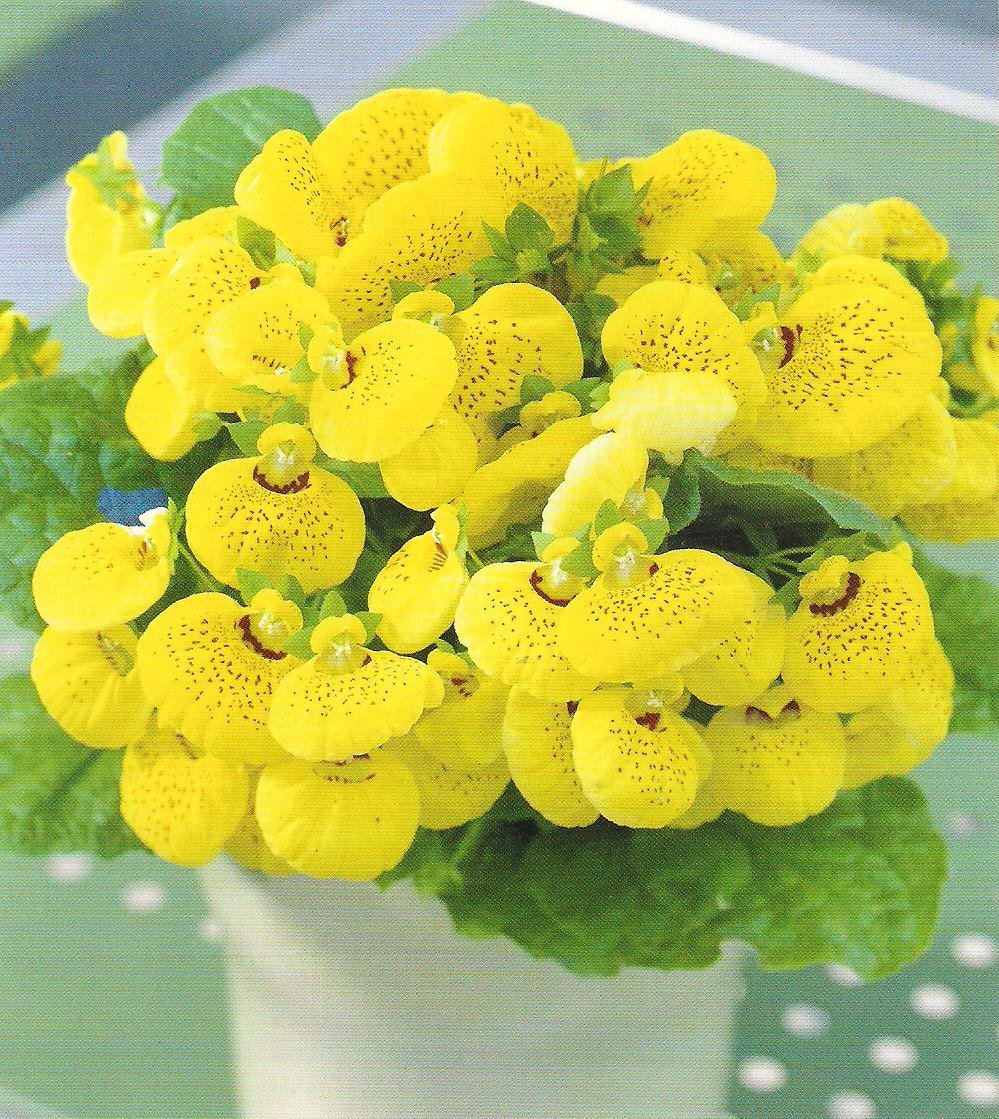 Комнатный цветок цветет желтым. Кальцеолярия гибридная. Кальцеолярия Сансет. Кальцеолярия морщинистая. Цветок башмачок кальцеолярия.