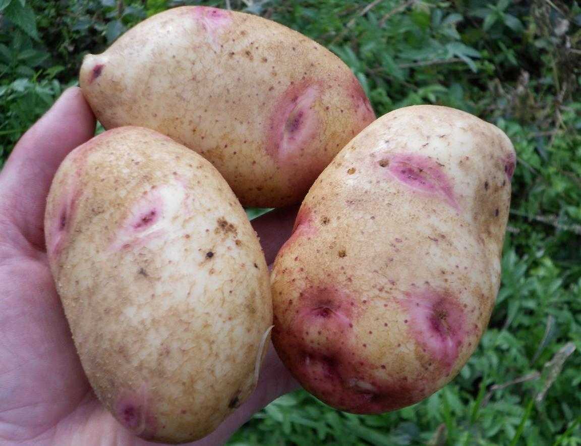 Выращивание картофеля: технология возделывания, условия посадки, тонкости ухода за овощем в открытом грунте и теплице, а также советы, как получить хороший урожай