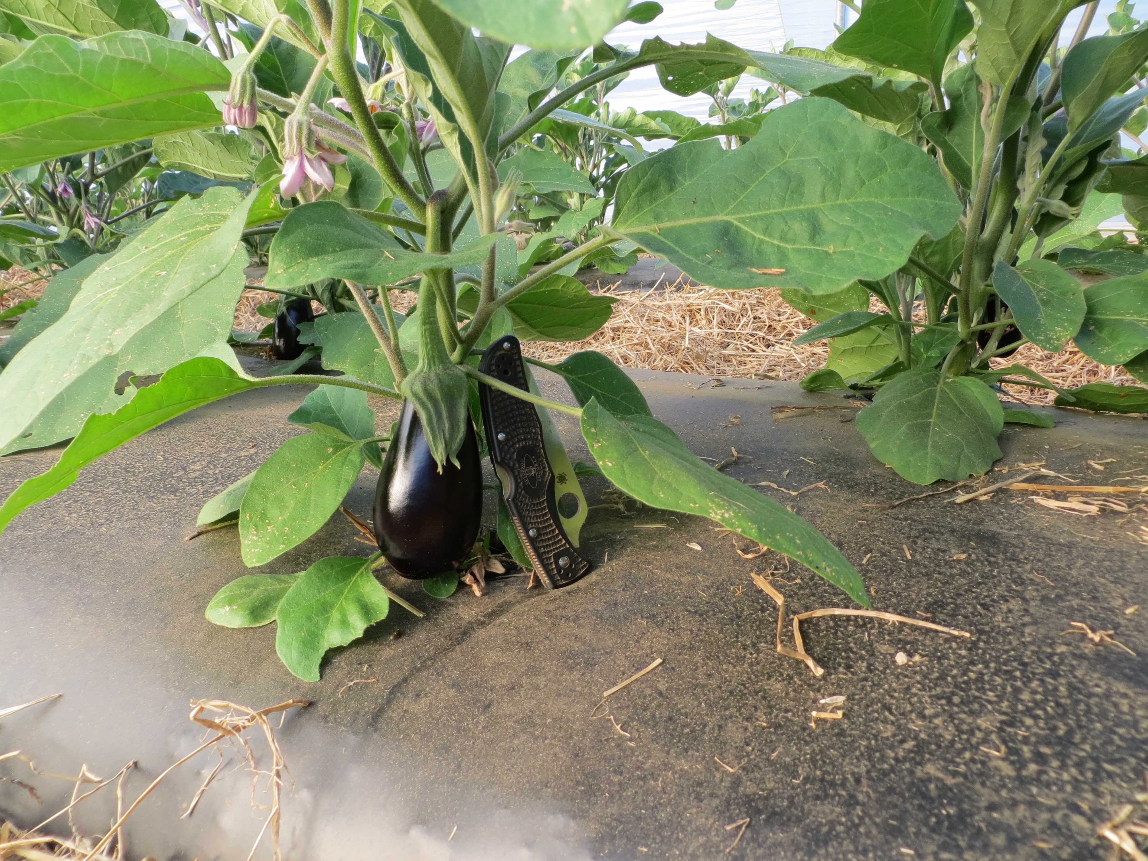 Выращивание баклажанов в одной теплице с огурцами: правила посадки и ухода