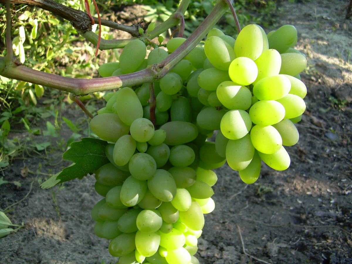 Крупноплодные сорта винограда для средней полосы россии: отзывы