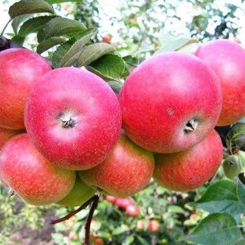 Сорт яблони феникс алтайский