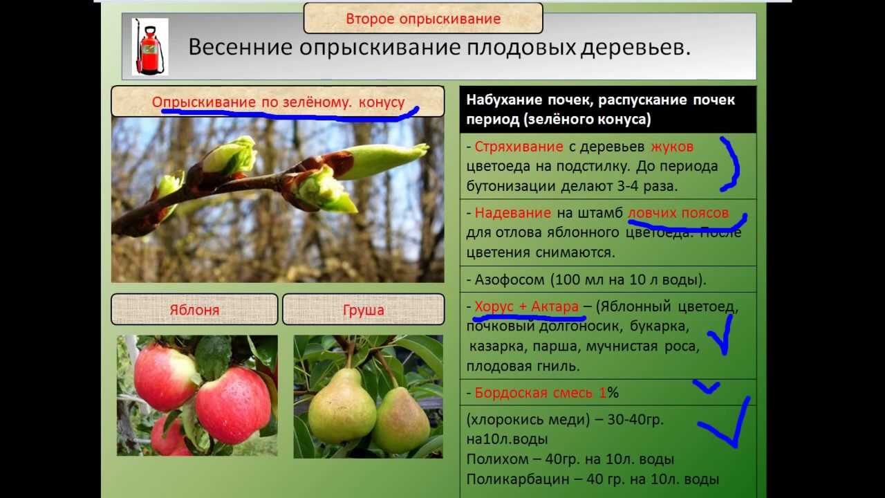 Чем обрабатывать яблони весной от вредителей и болезней