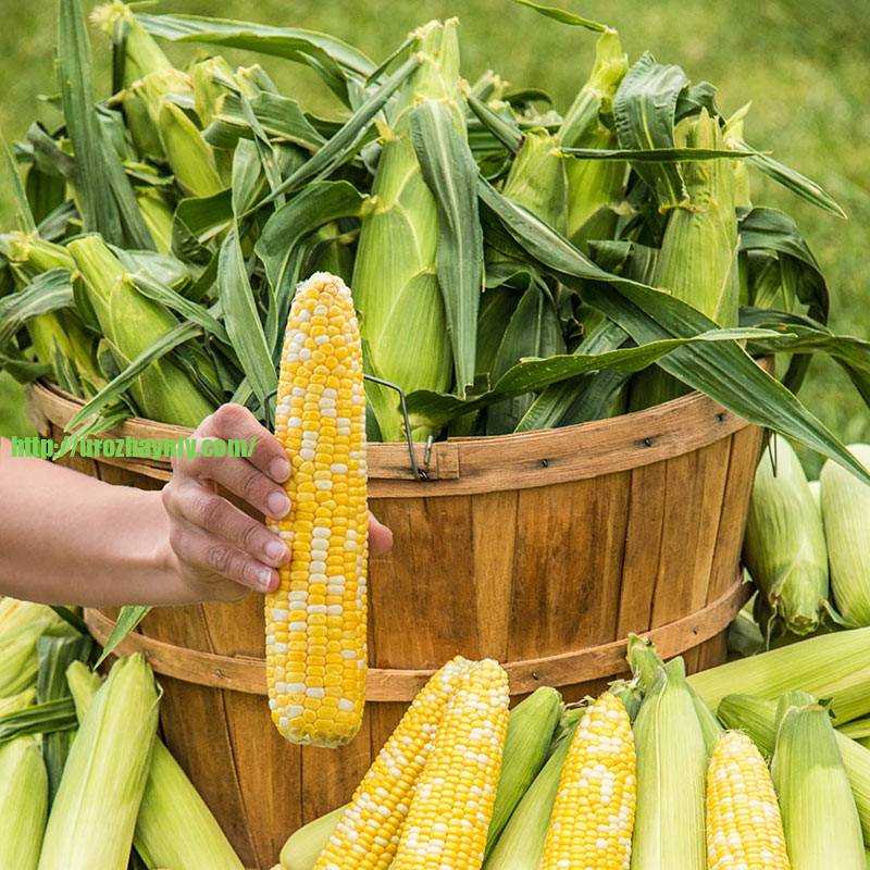 Как посадить кукурузу в огороде в открытый. Рассада кукурузы. Кукуруза растет. Кукуруза на даче. Всходы кукурузы.
