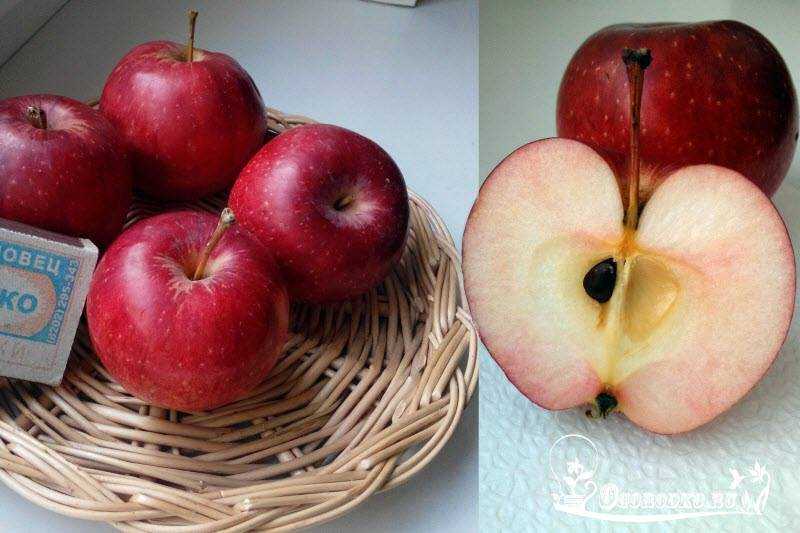 Яблоня пепиновая шафранная: посадка, описание и сорта