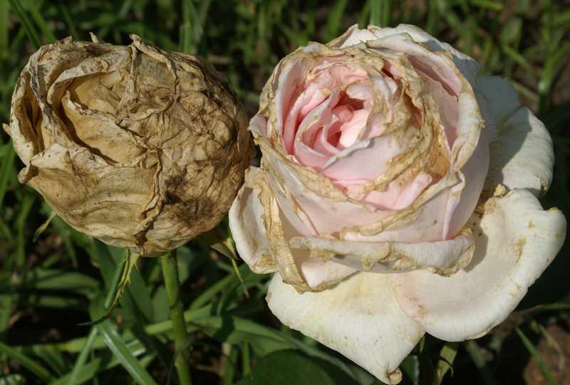 Роза надя мейяндекор (nadia meillandecor) — характеристики французской культуры